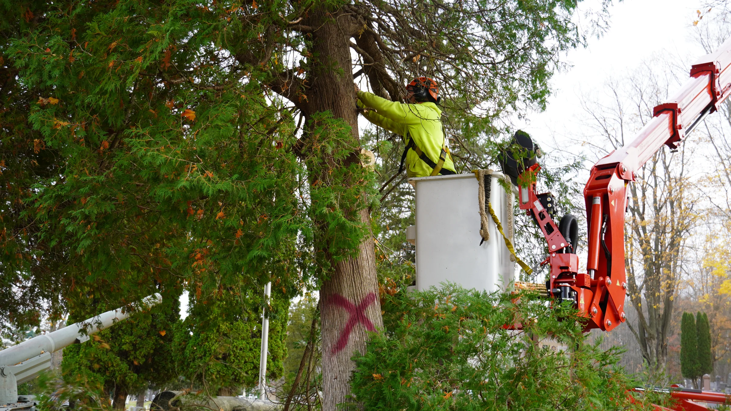 An Ole Man RB's crew member working on a tree from the company's red spider lift